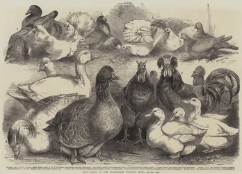 Oiseaux primés au Salon de la Volaille de Birmingham
